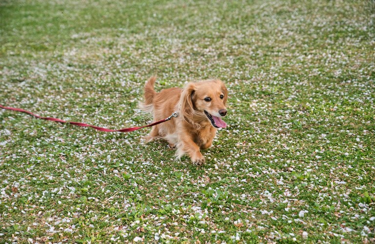 犬の散歩にも対応 | 横浜市の便利屋なら生活お助け隊